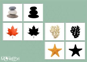 Cartes ombres - nature & coquillages