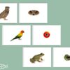 Cartes association animal & oeil
