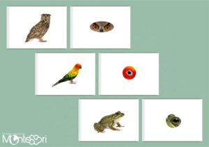 Cartes association animal & oeil