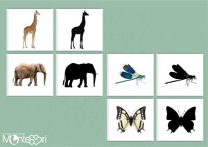 Cartes ombres - Animaux & insectes