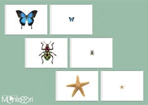 Initiation à la loupe animaux
