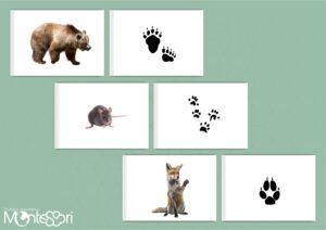 Empreintes des animaux
