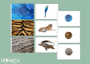 Pelage des animaux