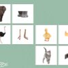 Cartes association animal-pattes