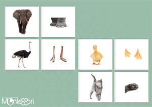 Cartes association animal-pattes