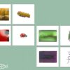 Cartes association insectes