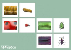 Cartes association insectes