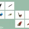Cartes association oiseau & plume