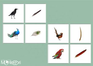 Cartes association oiseau & plume