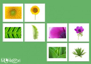 Cartes association végétal