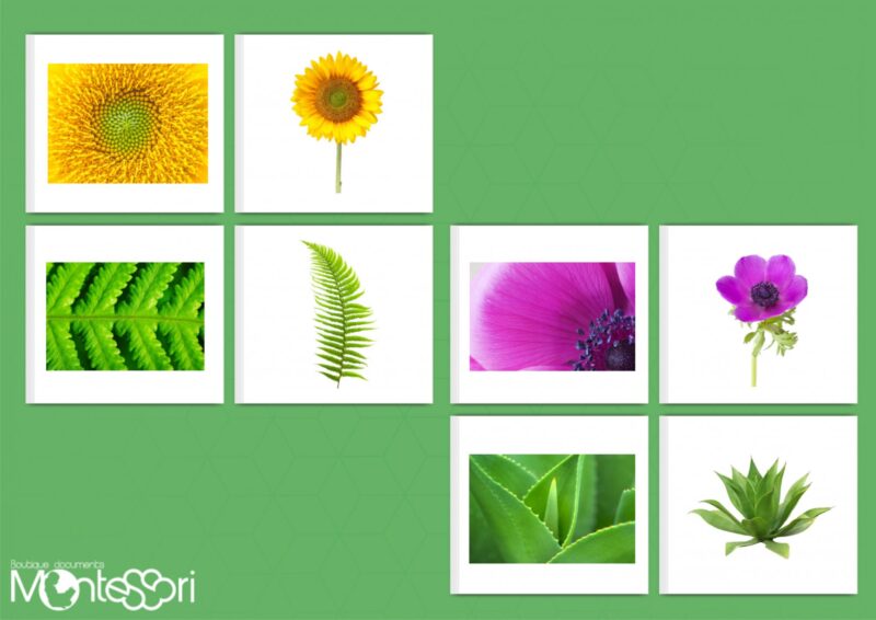 Cartes association végétal