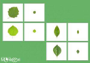 Initiation à la loupe feuilles