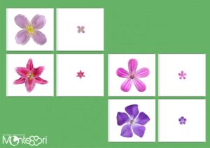 Initiation à la loupe fleurs