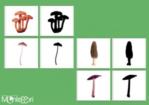 Cartes ombres champignons