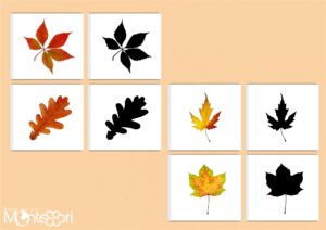 Cartes ombres feuilles d'automne