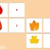 Initiation à la loupe feuilles automne & jeu de mémoire