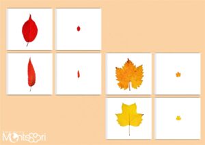 Initiation à la loupe feuilles automne & jeu de mémoire
