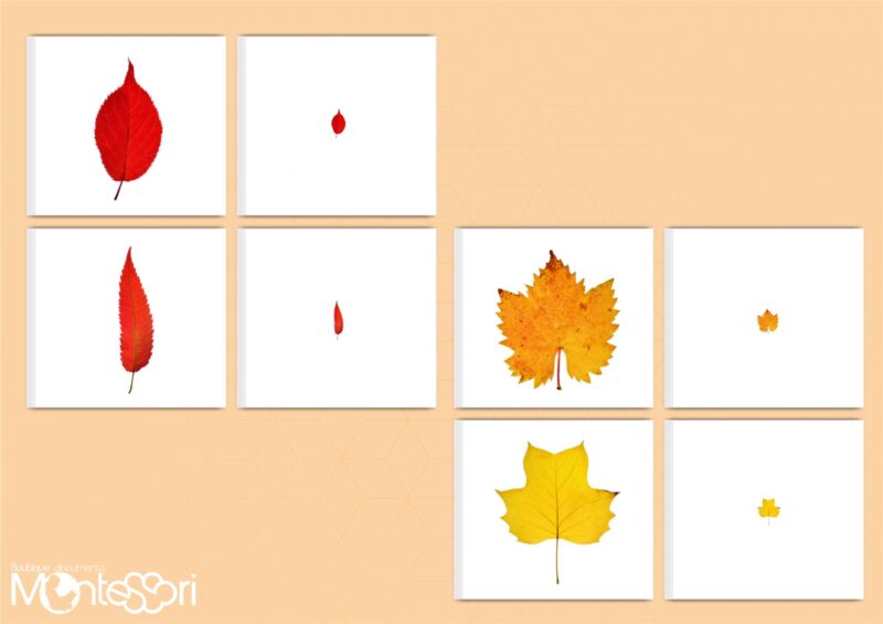 Initiation à la loupe feuilles automne & jeu de mémoire