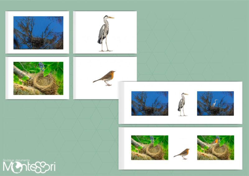 Cartes association nid-oiseau