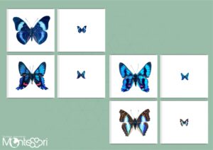 Initiation à la loupe papillons
