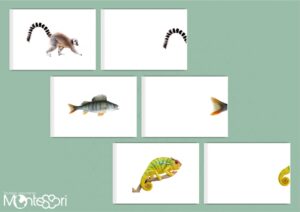 Cartes association queue & animal