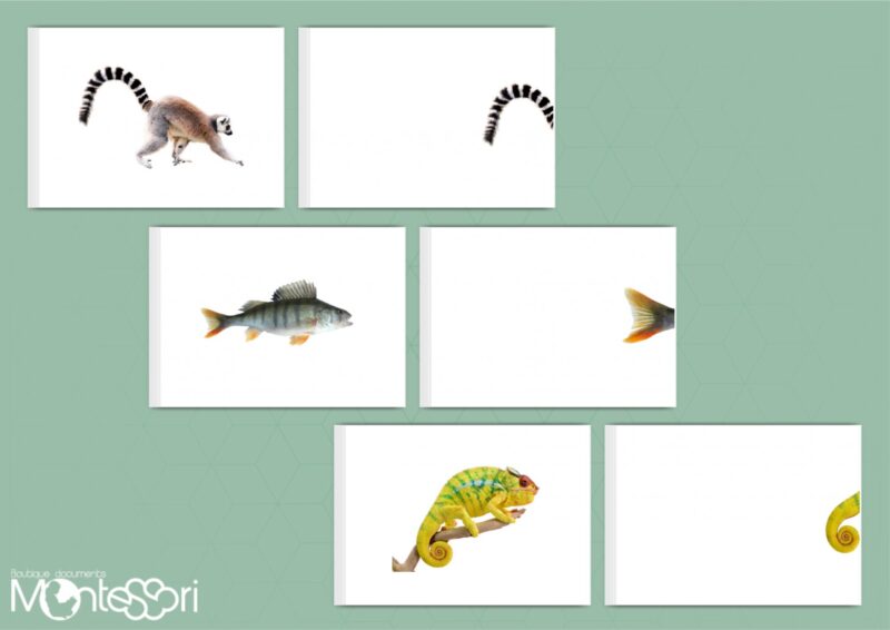 Cartes association queue & animal
