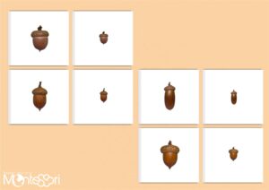 Initiation à la loupe gland & jeu de mémoire
