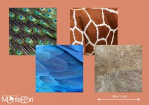 Images contrastées pelage animaux