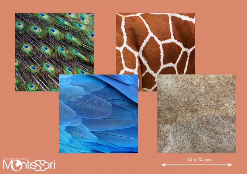 Images contrastées pelage animaux