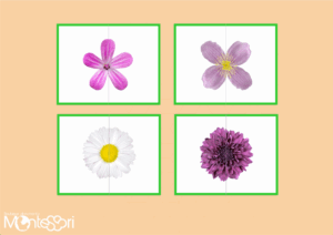 Puzzles fleurs