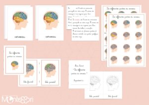 Différentes parties du cerveau humain