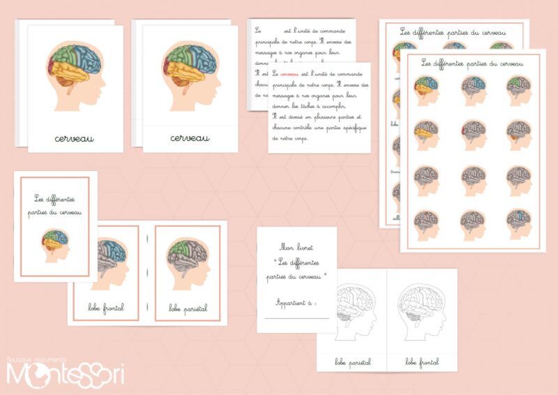Différentes parties du cerveau humain
