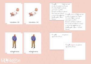 Cartes de nomenclature cycle humain