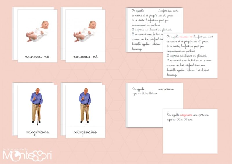 Cartes de nomenclature cycle humain