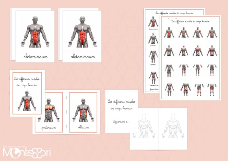 Les différents muscles du corps humain