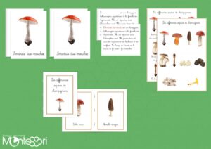 Différentes espèces de champignons