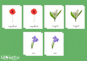 Images classifiées fleurs