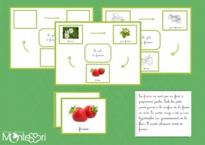 Le cycle du fraisier