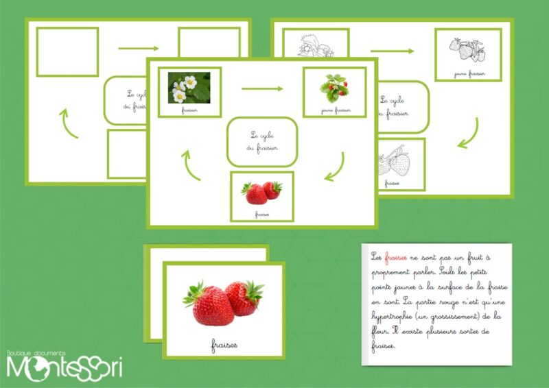 Le cycle du fraisier