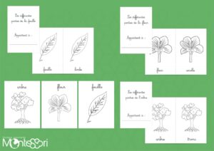 Pack coloriage botanique