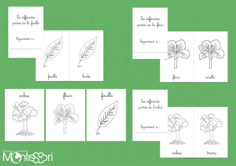 Pack coloriage botanique
