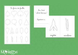 Pack coloriage cabinet botanique