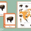 Animaux du continent Amérique du Nord