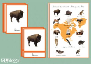 Animaux du continent Amérique du Nord