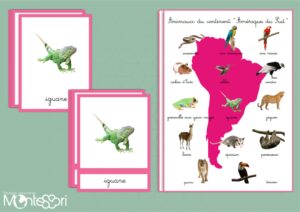 Animaux du continent Amérique du Sud
