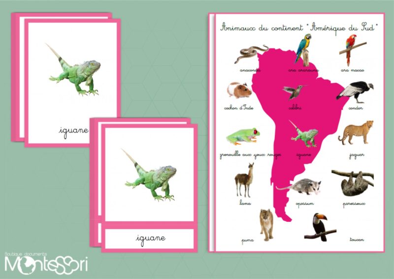 Animaux du continent Amérique du Sud