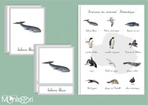 Animaux du continent Antarctique
