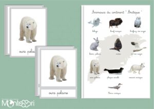 Animaux du continent Arctique