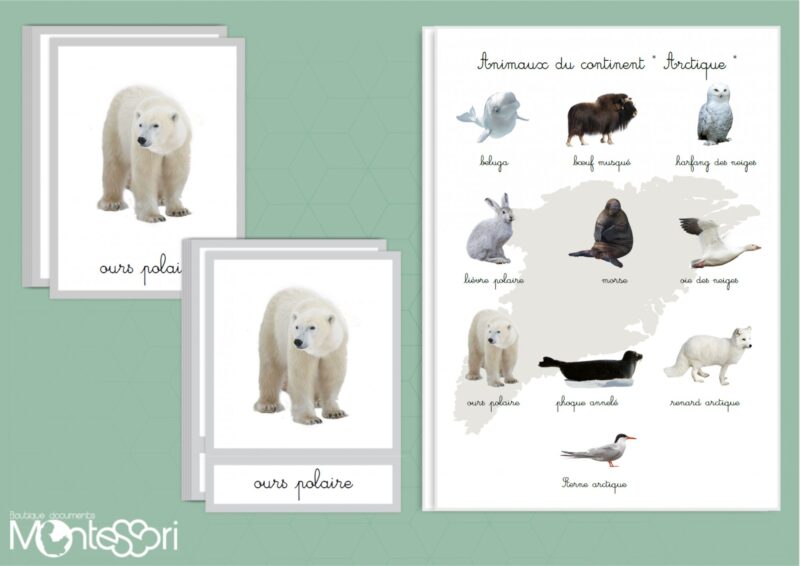 Animaux du continent Arctique