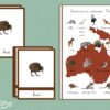 Animaux du continent Océanie